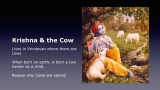 Krishna & the Cow
Lives in Vrindavan where there are
cows
When born on earth, is born a cow
herder as a child.
Reason why Cows are sacred
 