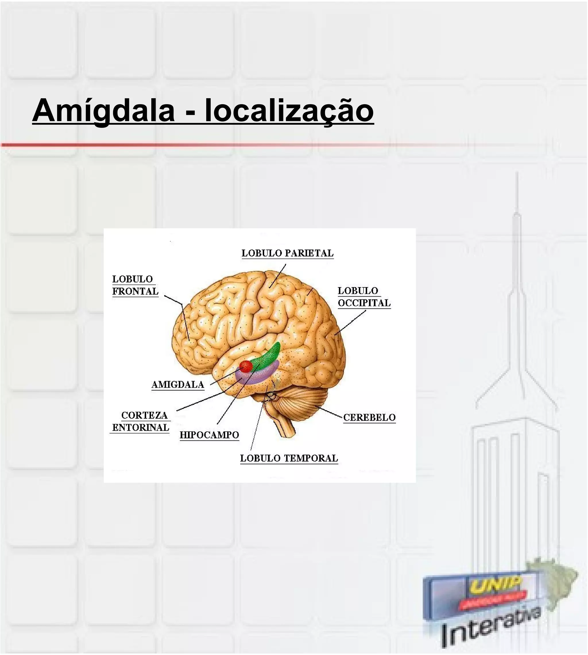 Amígdala - localização 