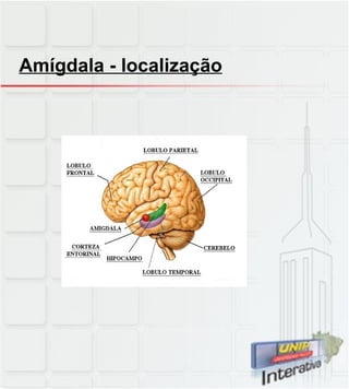 Amígdala - localização 
