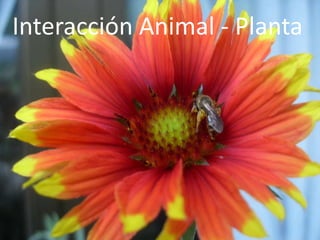 Interacción Animal - Planta 