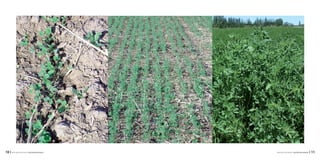 | 11INTA-EEA ALTO VALLE: CULTIVO DE ALFALFA10 | INTA-EEA ALTO VALLE: CULTIVO DE ALFALFA
 