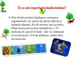 De ce este importanta biodiversitatea?
 Prin biodiversitate înţelegem varietatea
organismelor vii, specii de plante (floră) şi
animale (faună), fie ele terestre sau acvatice.
Până în prezent au fost identificate 1,75
milioane de specii în lume –dar se estimează
că există peste 13,6 de milioane, multe încă
necunoscute.
 