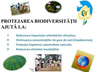 PROTEJAREA BIODIVERSITĂŢII
AJUTĂ LA:
 Reducerea impactului schimbărilor climatice;
 Diminuarea concentraţiilor de gaze de seră (împădurirea);
 Protecţia împotriva catastrofelor naturale;
 Reducerea efectelor inundaţiilor.
 