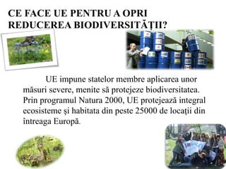 CE FACE UE PENTRU A OPRI
REDUCEREA BIODIVERSITĂŢII?
UE impune statelor membre aplicarea unor
măsuri severe, menite să protejeze biodiversitatea.
Prin programul Natura 2000, UE protejează integral
ecosisteme şi habitata din peste 25000 de locaţii din
întreaga Europă.
 