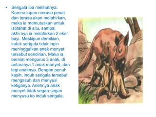 • Serigala iba melihatnya.
Karena iapun merasa penat
dan terasa akan melahirkan,
maka ia memutuskan untuk
istirahat di situ, sampai
akhirnya ia melahirkan 2 ekor
bayi. Meskipun demikian,
induk serigala tidak ingin
meninggalkan anak monyet
tersebut sendirian. Maka ia
berniat mengurus 3 anak, di
antaranya 1 anak monyet, dan
lagi anaknya. Dengan penuh
kasih, induk serigala tersebut
mengasuh dan menyusi
ketiganya. Anehnya anak
monyet tidak segan-segan
menyusu ke induk serigala.
 