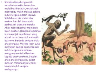 • Semakin lama ketiga anak
tersebut semakin besar dan
mulai bisa berjalan, tetapi anak
monyet itu masih merasa bahwa
induk serigala adalah ibunya.
Setelah mereka mulai bisa
makan, barulah terasa ada
perbedaan diantara mereka.
Anak monyet gemar memakan
buah-buahan. Dengan mudahnya
ia mamanjat pepohonan yang
ada di hutan itu untuk memetik
buahnya. Berbeda dengan anak-
anak serigala. Mereka lebih suka
memakan daging dan kerap kali
induk serigala membawa
mangsanya untuk diberikan
kepada anak-anaknya. Setelah
anak-anak serigala itu dapat
mencari makanannya sendiri,
barulah induk serigala
melepasnya.
 