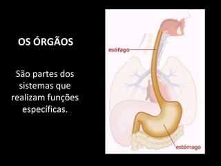 OS ÓRGÃOS
São partes dos
sistemas que
realizam funções
específicas.
 