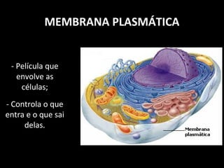 MEMBRANA PLASMÁTICA
- Película que
envolve as
células;
- Controla o que
entra e o que sai
delas.
 