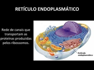 RETÍCULO ENDOPLASMÁTICO
Rede de canais que
transportam as
proteínas produzidas
pelos ribossomos.
 