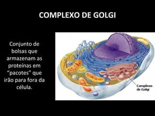 COMPLEXO DE GOLGI
Conjunto de
bolsas que
armazenam as
proteínas em
“pacotes” que
irão para fora da
célula.
 