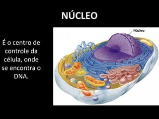 NÚCLEO
É o centro de
controle da
célula, onde
se encontra o
DNA.
 