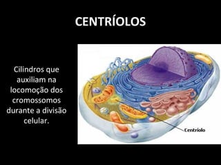CENTRÍOLOS
Cilindros que
auxiliam na
locomoção dos
cromossomos
durante a divisão
celular.
 