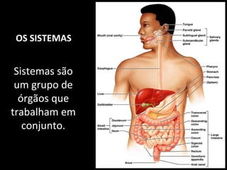 OS SISTEMAS
Sistemas são
um grupo de
órgãos que
trabalham em
conjunto.
 