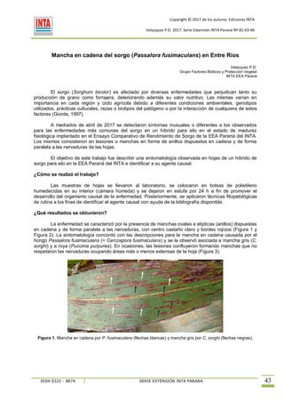 Copyright © 2017 de los autores. Ediciones INTA
URL: http://xxxxxxxxxxxxxxxxxxxxxxxxxxxxxxxx.pdf
Velazquez P.D. 2017. Serie Extensión INTA Paraná Nº 81:43-46
ISSN 0325 - 8874 SERIE EXTENSIÓN INTA PARANA 43
Mancha en cadena del sorgo (Passalora fusimaculans) en Entre Ríos
Velazquez P.D.
Grupo Factores Bióticos y Protección Vegetal
INTA EEA Paraná
El sorgo (Sorghum bicolor) es afectado por diversas enfermedades que perjudican tanto su
producción de grano como forrajera, deteriorando además su valor nutritivo. Las mismas varían en
importancia en cada región y ciclo agrícola debido a diferentes condiciones ambientales, genotipos
utilizados, prácticas culturales, razas o biotipos del patógeno o por la interacción de cualquiera de estos
factores (Giorda, 1997).
A mediados de abril de 2017 se detectaron síntomas inusuales o diferentes a los observados
para las enfermedades más comunes del sorgo en un híbrido para silo en el estado de madurez
fisiológica implantado en el Ensayo Comparativo de Rendimiento de Sorgo de la EEA Paraná del INTA.
Los mismos consistieron en lesiones o manchas en forma de anillos dispuestos en cadena y de forma
paralela a las nervaduras de las hojas.
El objetivo de este trabajo fue describir una sintomatología observada en hojas de un híbrido de
sorgo para silo en la EEA Paraná del INTA e identificar a su agente causal.
¿Cómo se realizó el trabajo?
Las muestras de hojas se llevaron al laboratorio, se colocaron en bolsas de polietileno
humedecidas en su interior (cámara húmeda) y se dejaron en estufa por 24 h a fin de promover el
desarrollo del organismo causal de la enfermedad. Posteriormente, se aplicaron técnicas fitopatológicas
de rutina a los fines de identificar el agente causal con ayuda de la bibliografía disponible.
¿Qué resultados se obtuvieron?
La enfermedad se caracterizó por la presencia de manchas ovales a elípticas (anillos) dispuestas
en cadena y de forma paralela a las nervaduras, con centro castaño claro y bordes rojizos (Figura 1 y
Figura 2). La sintomatología concordó con las descripciones para la mancha en cadena causada por el
hongo Passalora fusimaculans (= Cercospora fusimaculans) y se la observó asociada a mancha gris (C.
sorghi) y a roya (Puccinia purpurea). En ocasiones, las lesiones confluyeron formando manchas que no
respetaron las nervaduras ocupando áreas más o menos extensas de la hoja (Figura 3).
Figura 1. Mancha en cadena por P. fusimaculans (flechas blancas) y mancha gris por C. sorghi (flechas negras).
 