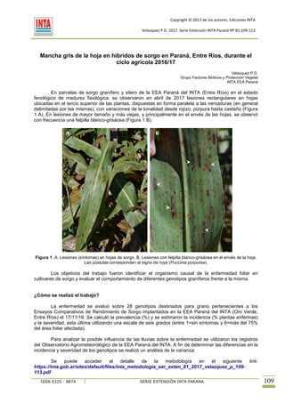 Copyright © 2017 de los autores. Ediciones INTA
URL: http://xxxxxxxxxxxxxxxxxxxxxxxxxxxxxxxx.pdf
Velazquez P.D. 2017. Serie Extensión INTA Paraná Nº 81:109-113
ISSN 0325 - 8874 SERIE EXTENSIÓN INTA PARANA 109
Mancha gris de la hoja en híbridos de sorgo en Paraná, Entre Ríos, durante el
ciclo agrícola 2016/17
Velazquez P.D.
Grupo Factores Bióticos y Protección Vegetal
INTA EEA Paraná
En parcelas de sorgo granífero y silero de la EEA Paraná del INTA (Entre Ríos) en el estado
fenológico de madurez fisiológica, se observaron en abril de 2017 lesiones rectangulares en hojas
ubicadas en el tercio superior de las plantas, dispuestas en forma paralela a las nervaduras (en general
delimitadas por las mismas), con variaciones de la tonalidad desde rojizo, púrpura hasta castaño (Figura
1 A). En lesiones de mayor tamaño y más viejas, y principalmente en el envés de las hojas, se observó
con frecuencia una felpilla blanco-grisácea (Figura 1 B).
Figura 1. A. Lesiones (síntomas) en hojas de sorgo. B. Lesiones con felpilla blanco-grisácea en el envés de la hoja.
Las pústulas corresponden al signo de roya (Puccinia purpurea).
Los objetivos del trabajo fueron identificar el organismo causal de la enfermedad foliar en
cultivares de sorgo y evaluar el comportamiento de diferentes genotipos graníferos frente a la misma.
¿Cómo se realizó el trabajo?
La enfermedad se evaluó sobre 28 genotipos destinados para grano pertenecientes a los
Ensayos Comparativos de Rendimiento de Sorgo implantados en la EEA Paraná del INTA (Oro Verde,
Entre Ríos) el 17/11/16. Se calculó la prevalencia (%) y se estimaron la incidencia (% plantas enfermas)
y la severidad, esta última utilizando una escala de seis grados (entre 1=sin síntomas y 6=más del 75%
del área foliar afectada).
Para analizar la posible influencia de las lluvias sobre la enfermedad se utilizaron los registros
del Observatorio Agrometeorológico de la EEA Paraná del INTA. A fin de determinar las diferencias en la
incidencia y severidad de los genotipos se realizó un análisis de la varianza.
Se puede acceder al detalle de la metodología en el siguiente link:
https://inta.gob.ar/sites/default/files/inta_metodologia_ser_exten_81_2017_velazquez_p_109-
113.pdf
A B
 