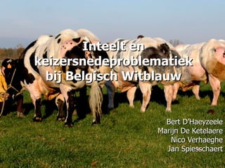 Inteelt en keizersnedeproblematiek bij Belgisch Witblauw Bert D’Haeyzeele Marijn De Ketelaere Nico Verhaeghe Jan Spiesschaert 