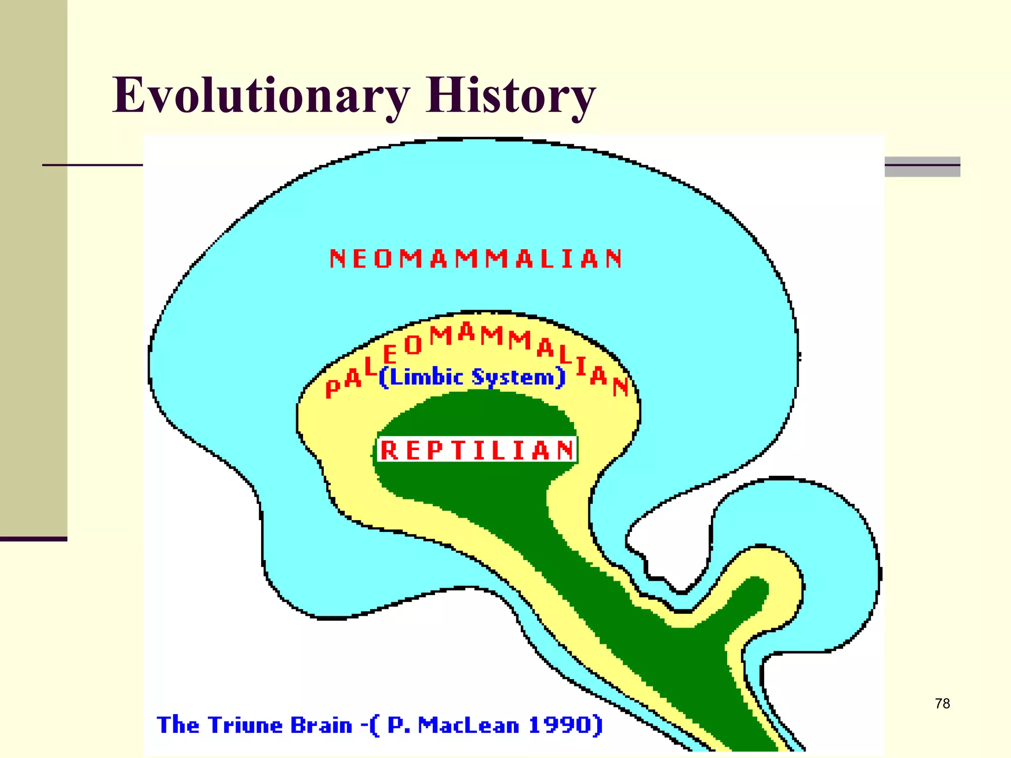Evolutionary History The Triune Brain 