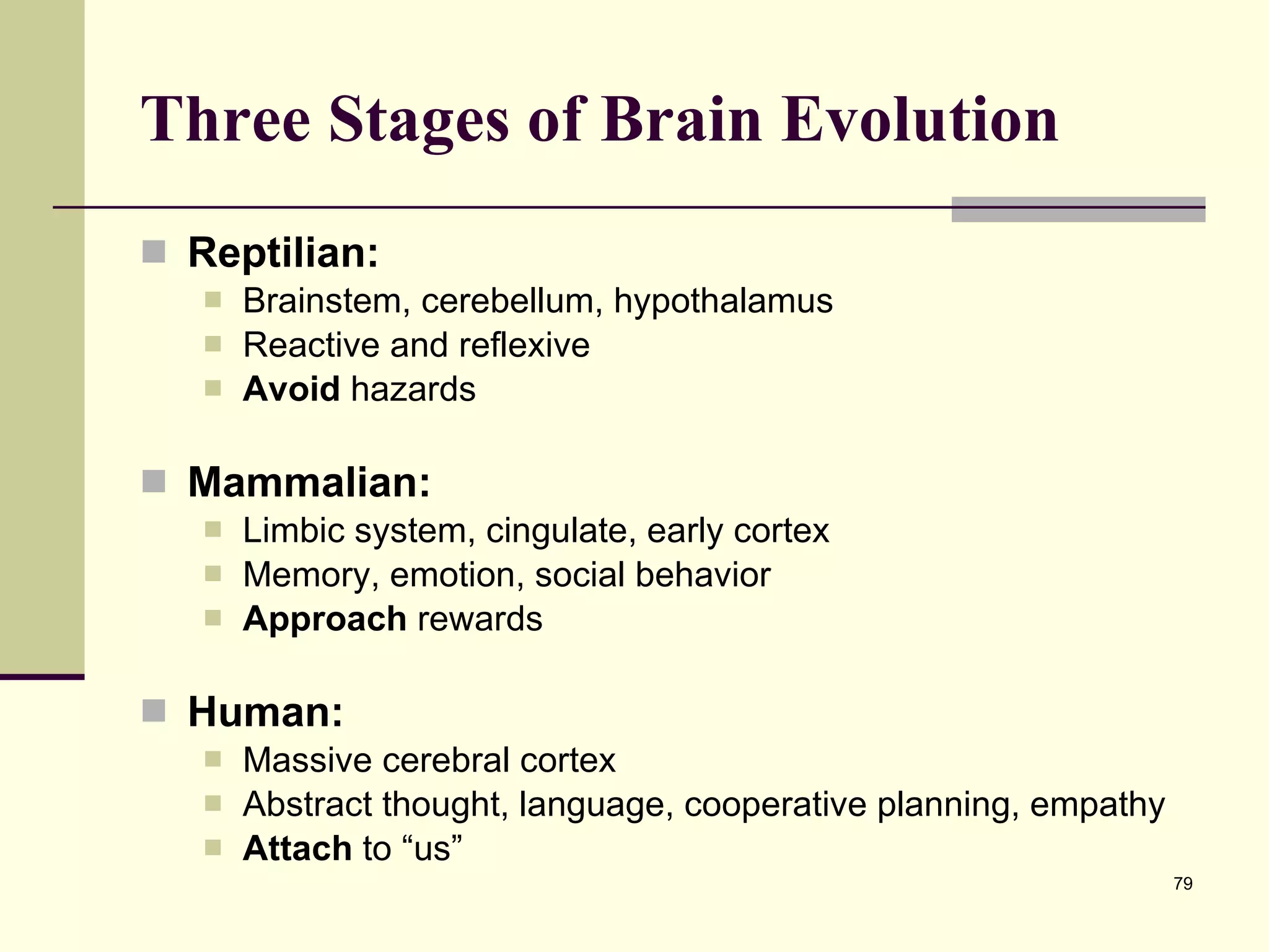 Three Stages of Brain Evolution Reptilian: Brainstem, cerebellum, hypothalamus Reactive and reflexive Avoid  hazards Mammalian: Limbic system, cingulate, early cortex Memory, emotion, social behavior Approach  rewards Human: Massive cerebral cortex Abstract thought, language, cooperative planning, empathy Attach  to “us” 