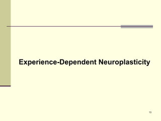 Experience-Dependent Neuroplasticity 