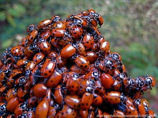 Integração Contínua - Maré de Agilidade