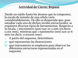 Actividad de Cierre: Repaso
Desde un tejido hasta los átomos que la componen,
la escala de tamaño de una célula varía
considerablemente. De ello se desprende que, para
estudiar cada uno de dichos niveles estructurales, se
requieren diversos tipos de herramientas. Respecto a
la escala, 1 micrómetro (μm) son 10-3 mm (es decir,
0,001 mm), mientras que 1 nanómetro (nm) son 10-6
mm (es decir, 0,000001 mm).
1. A partir del esquema, determinen:
a) qué representan las ilustraciones
b) qué instrumento se emplearía para observar las
diferentes estructuras representadas en el
esquema.
 