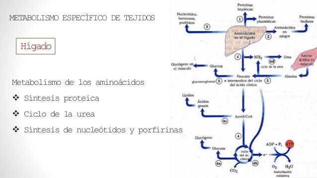 aceleradores de metabolismo secretos