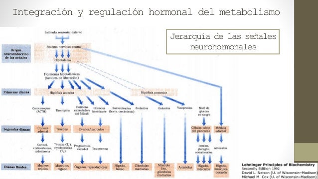 metabolismo cuerpos cetonicos Consejos y Guía