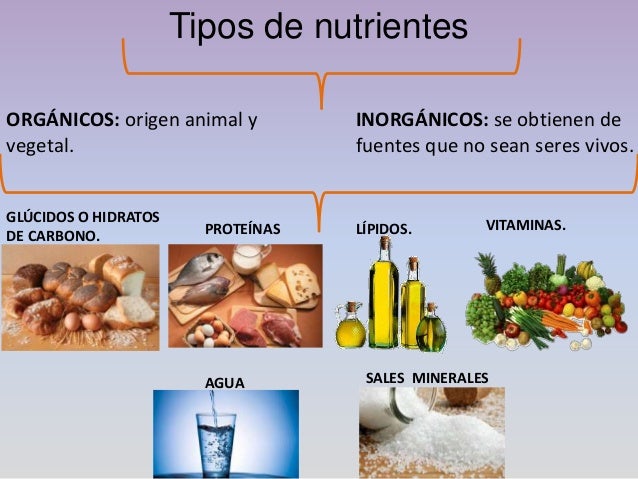 Diferencia Entre Nutriente Organico E Inorganico