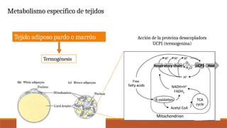 INTEGRACIÓN Y REGULACIÓN HORMONAL DEL METABOLISMO.pptx