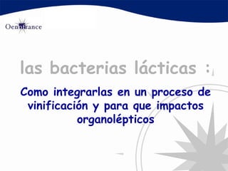 las  bacterias  lácticas : Como integrarlas en un proceso de vinificación y para que impactos organolépticos 