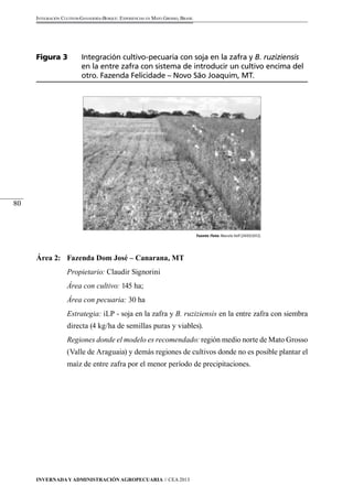 Figura 3 Integración cultivo-pecuaria con soja en la zafra y B. ruziziensis 
en la entre zafra con sistema de introducir un cultivo encima del 
otro. Fazenda Felicidade – Novo São Joaquim, MT. 
Invernada y Administración Agropecuaria // CEA 2013 
80 
Integración Cultivos-Ganadería-Bosque: Experiencias en Mato Grosso, Brasil 
Área 2: Fazenda Dom José – Canarana, MT 
Fuente /foto: Marcelo Volf (24/03/2012). 
Propietario: Claudir Signorini 
Área con cultivo: 145 ha; 
Área con pecuaria: 30 ha 
Estrategia: iLP - soja en la zafra y B. ruziziensis en la entre zafra con siembra 
directa (4 kg/ha de semillas puras y viables). 
Regiones donde el modelo es recomendado: región medio norte de Mato Grosso 
(Valle de Araguaia) y demás regiones de cultivos donde no es posible plantar el 
maíz de entre zafra por el menor período de precipitaciones. 
 