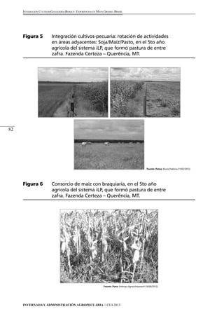 Invernada y Administración Agropecuaria // CEA 2013 
82 
Integración Cultivos-Ganadería-Bosque: Experiencias en Mato Grosso, Brasil 
Figura 5 Integración cultivos-pecuaria: rotación de actividades 
en áreas adyacentes: Soja/Maíz/Pasto, en el 5to año 
agrícola del sistema iLP, que formó pastura de entre 
zafra. Fazenda Certeza – Querência, MT. 
Fuente /fotos: Bruno Pedreira (11/02/2012). 
Figura 6 Consorcio de maíz con braquiaría, en el 5to año 
agrícola del sistema iLP, que formó pastura de entre 
zafra. Fazenda Certeza – Querência, MT. 
Fuente /foto: Embrapa Agrossilvipastoril (16/06/2012). 
 