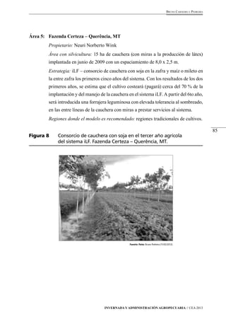 85 
Bruno Carneiro e Pedreira 
Área 5: Fazenda Certeza – Querência, MT 
Propietario: Neuri Norberto Wink 
Área con silvicultura: 15 ha de cauchera (con miras a la producción de látex) 
implantada en junio de 2009 con un espaciamiento de 8,0 x 2,5 m. 
Estrategia: iLF – consorcio de cauchera con soja en la zafra y maíz o mileto en 
la entre zafra los primeros cinco años del sistema. Con los resultados de los dos 
primeros años, se estima que el cultivo costeará (pagará) cerca del 70 % de la 
implantación y del manejo de la cauchera en el sistema iLF. A partir del 6to año, 
será introducida una forrajera leguminosa con elevada tolerancia al sombreado, 
en las entre líneas de la cauchera con miras a prestar servicios al sistema. 
Regiones donde el modelo es recomendado: regiones tradicionales de cultivos. 
Figura 8 Consorcio de cauchera con soja en el tercer año agrícola 
del sistema iLF. Fazenda Certeza – Querência, MT. 
Fuente /foto: Bruno Pedreira (11/02/2012). 
Invernada y Administración Agropecuaria // CEA 2013 
 