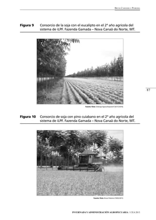 87 
Bruno Carneiro e Pedreira 
Figura 9 Consorcio de la soja con el eucalipto en el 2º año agrícola del 
sistema de iLPF. Fazenda Gamada – Nova Canaã do Norte, MT. 
Fuente /foto: Embrapa Agrossilvipastoril (02/12/2010). 
Figura 10 Consorcio de soja con pino cuiabano en el 2º año agrícola del 
sistema de iLPF. Fazenda Gamada – Nova Canaã do Norte, MT. 
Fuente /foto: Bruno Pedreira (19/02/2011). 
Invernada y Administración Agropecuaria // CEA 2013 
 