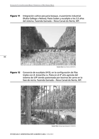 Invernada y Administración Agropecuaria // CEA 2013 
88 
Integración Cultivos-Ganadería-Bosque: Experiencias en Mato Grosso, Brasil 
Figura 11 Integración cultivo-pecuaria-bosque, cruzamiento industrial 
(Rubia Gallega x Nelore), Pasto Sudan y eucalipto a los 3,5 años 
del sistema. Fazenda Gamada – Nova Canaã do Norte, MT. 
Fuente /foto: Bruno Pedreira (30/07/2011). 
Figura 12 Consorcio de eucalipto (H13), en la configuración de filas 
triples con B. brizantha cv. Piata en el 4º año agrícola del 
sistema de iLPF siendo pastoreada por bovinos de carne en la 
fase de recría. Fazenda Gamada – Nova Canaã do Norte, MT. 
Fuente /foto: Embrapa Agrossilvipastoril (11/04/2012). 
 