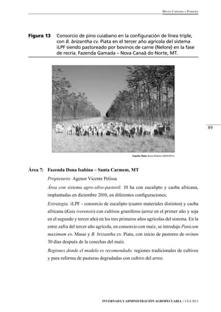 89 
Bruno Carneiro e Pedreira 
Figura 13 Consorcio de pino cuiabano en la configuración de línea triple, 
con B. brizantha cv. Piata en el tercer año agrícola del sistema 
iLPF siendo pastoreado por bovinos de carne (Nelore) en la fase 
de recría. Fazenda Gamada – Nova Canaã do Norte, MT. 
Fuente /foto: Bruno Pedreira (30/07/2011). 
Área 7: Fazenda Dona Isabina – Santa Carmem, MT 
Propietario: Agenor Vicente Pelissa 
Área con sistema agro-silvo-pastoril: 10 ha con eucalipto y caoba africana, 
implantadas en diciembre 2010, en diferentes configuraciones; 
Estrategia: iLPF - consorcio de eucalipto (cuatro materiales distintos) y caoba 
africana (Kaia ivorensis) con cultivos graníferos (arroz en el primer año y soja 
en el segundo y tercer año) en los tres primeros años agrícolas del sistema. En la 
entre zafra del tercer año agrícola, en consorcio con maíz, se introdujo Panicum 
maximum cv. Masai y B. brizantha cv. Piata, con inicio de pastoreo de ovinos 
30 días después de la cosechas del maíz. 
Regiones donde el modelo es recomendado: regiones tradicionales de cultivos 
y para reforma de pasturas degradadas con cultivo del arroz. 
Invernada y Administración Agropecuaria // CEA 2013 
 