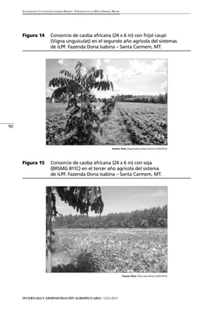 Fuente /foto: Diego Barbosa Alves Antonio (11/04/2012). 
Invernada y Administración Agropecuaria // CEA 2013 
90 
Integración Cultivos-Ganadería-Bosque: Experiencias en Mato Grosso, Brasil 
Figura 14 Consorcio de caoba africana (24 x 6 m) con frijol caupi 
(Vigna unguiculat) en el segundo año agrícola del sistemas 
de iLPF. Fazenda Dona Isabina – Santa Carmem, MT. 
Figura 15 Consorcio de caoba africana (24 x 6 m) con soja 
(BRSMG 811C) en el tercer año agrícola del sistema 
de iLPF. Fazenda Dona Isabina – Santa Carmem, MT. 
Fuente /foto: Flávio Jesus Wruck (18/01/2013). 
 