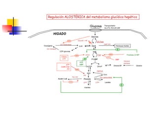 Reasearch en Tipos de metabolismo