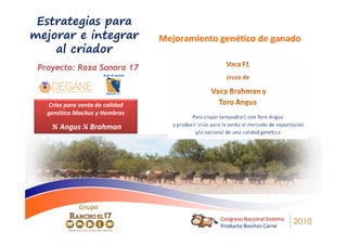 Estrategias para
mejorar e integrar               Mejoramiento genético de ganado
    al criador
 Proyecto: Raza Sonora 17



   Crías para venta de calidad
   genética Machos y Hembras

    ¾ Angus ¼ Brahman




              Grupo
                                              Congreso Nacional Sistema
                                              Producto Bovinos Carne
                                                                          2010
 
