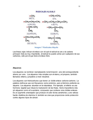 11
Imagen 7 Radicales Alquilo
Las líneas rojas indican el enlace con el cual el radical se une a la cadena
principal. Esto es muy importante, el radical no puede unirse por cualquiera de sus
carbonos, sólo por el que tiene el enlace libre.
Alquenos
Los alquenos se nombran reemplazando la terminación -ano del correspondiente
alcano por -eno. Los alquenos más simples son el eteno y el propeno, también
llamados etileno y propileno a nivel industrial.
Los alquenos son hidrocarburos que tienen un doble enlace carbono-carbono. La
palabra olefina se usa con frecuencia como sinónimo, pero el término preferido es
alqueno. Los alquenos abundan en la naturaleza. Por ejemplo, el etileno es una
hormona vegetal que induce la maduración de las frutas. Sería imposible la vida
sin alquenos como el b-caroteno, compuesto que contiene once dobles enlaces.
Es un pigmento anaranjado que produce el color de las zanahorias y una valiosa
fuente dietética de vitamina A; también se cree que proporciona cierta protección
contra algunos tipos de cáncer.
 