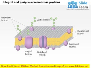Peripheral
Protein
Integral
Protein
Peripheral
Protein
Phospholipid
Bilayer
Peripheral
Protein Carbohydrates
Integral and peripheral membrane proteins
 