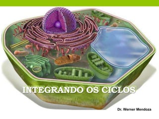 INTEGRANDO OS CICLOS
Dr. Werner Mendoza
 