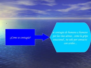 . ¿Como se contagia? se contagia de humano a humano  por las vías aéreas , como la gripe estacional , no solo por contacto  con cerdos .. 