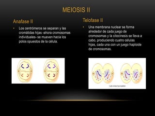 • Una membrana nuclear se forma
alrededor de cada juego de
cromosomas y la citocinesis se lleva a
cabo, produciendo cuatro células
hijas, cada una con un juego haploide
de cromosomas.
• Los centrómeros se separan y las
cromátidas hijas -ahora cromosomas
individuales- se mueven hacia los
polos opuestos de la célula.
MEIOSIS II
Anafase II Telofase II
 