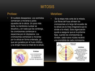 • El nucléolo desaparece. Los centriolos
comienzan a moverse a polos
opuestos de la célula. Un poco más
tarde, la membrana nuclear se
disuelve y, sin nada que los contenga,
los cromosomas comienzan a
esparcirse por el citoplasma. Los
cromosomas comienzan a moverse
por la célula en forma ordenada, ya
que son guiados por el huso mitótico,
y se dirigen hacia la mitad de la célula.
MITOSIS
Profase: Metafase:
• Es la etapa más corta de la mitosis.
Las fibras del huso alinean los
cromosomas a lo largo del ecuador de
la célula (es la línea imaginaria que la
divide a la mitad). Esta organización
ayuda a asegurar que en la próxima
fase, cuando los cromosomas se
dividan, cada nuevo núcleo recibirá
una cromátida de cada cromosoma.
 