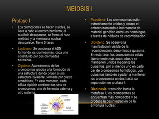 • Paquiteno: Los cromosomas están
estrechamente unidos y ocurre el
entrecruzamiento o intercambio de
material genético entre los homólogos,
a través de nódulos de recombinación
• Diploteno: Se observa la
manifestación visible de la
recombinación, denominada quiasma.
En esta fase, los cromosomas están
ligeramente más separados y se
mantienen unidos mediante los
quiasmas, por al menos uno en cada
par de cromosomas homólogos. Los
quiasmas también ayudan a mantener
los cromosomas unidos hasta su
separación en anafase I.
• Diacinesis: transición hacia la
metafase I, los cromosomas se
encuentran más compactos y se
produce la desintegración de la
envoltura nuclear.
• Los cromosomas se hacen visibles, se
lleva a cabo el entrecruzamiento, el
nucléolo desaparece, se forma el huso
meiótico y la membrana nuclear
desaparece. Tiene 5 fases
• Leptoteno: Se condensa el ADN
formando los cromosomas, cada uno
constituido por dos cromátidas
hermanas.
• Zigoteno: Apareamiento de los
cromosomas gracias a la formación de
una estructura dando origen a una
estructura bivalente, formada por cuatro
cromátidas. En este momento, cada
célula diploide contiene dos sets de
cromosomas: uno de herencia paterna y
otro materna.
MEIOSIS I
Profase I
 