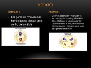 • Ocurre la separación y migración de
los cromosomas homólogos hacia los
polos. Dado que la ubicación de los
Cromosomas es al azar, la distribución
de los maternos y paternos hacia cada
polo genera variabilidad.
• Los pares de cromosomas
homólogos se alinean en el
centro de la célula
MEIOSIS I
Metafase I: Anafase I:
 