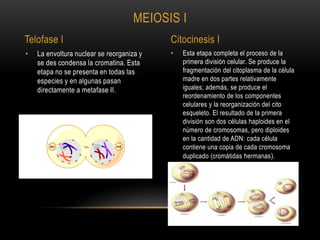 • Esta etapa completa el proceso de la
primera división celular. Se produce la
fragmentación del citoplasma de la célula
madre en dos partes relativamente
iguales; además, se produce el
reordenamiento de los componentes
celulares y la reorganización del cito
esqueleto. El resultado de la primera
división son dos células haploides en el
número de cromosomas, pero diploides
en la cantidad de ADN: cada célula
contiene una copia de cada cromosoma
duplicado (cromátidas hermanas).
• La envoltura nuclear se reorganiza y
se des condensa la cromatina. Esta
etapa no se presenta en todas las
especies y en algunas pasan
directamente a metafase II.
MEIOSIS I
Telofase I Citocinesis I
 