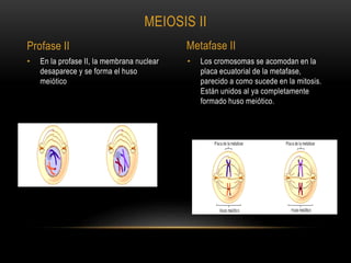 • Los cromosomas se acomodan en la
placa ecuatorial de la metafase,
parecido a como sucede en la mitosis.
Están unidos al ya completamente
formado huso meiótico.
• En la profase II, la membrana nuclear
desaparece y se forma el huso
meiótico
MEIOSIS II
Profase II Metafase II
 