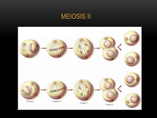 MEIOSIS II
 